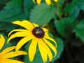 Small garden spider on black eyed susan Royalty Free Stock Photo