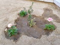 A small garden on the street