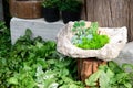 Small garden with stump and stone