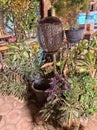 small garden in a traditional food stall Royalty Free Stock Photo