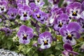 Small garden violets. Spring flowers Royalty Free Stock Photo