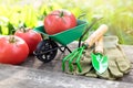 Small garden wheelbarrow with red ripe tomatoes, rake, shovel and gloves.