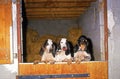 SMALL GASCON SAINTONGEOIS DOG, THREE ADULTS IN A HORSE BOX