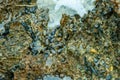 Small gastropods on a stone at low tide on the Red Sea coast, Egypt