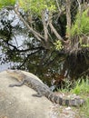 Alligator Suns Himself On A Rock In Gulf State Park, Gulf Shores, Alabama Royalty Free Stock Photo