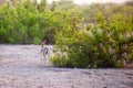 Small gazelle on Sir Bani Yas island, UAE