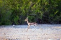 Small gazelle on Sir Bani Yas island, UAE