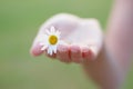 Small gentle daisy in woman hand