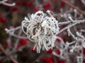 Small gentle flower on a morning frost