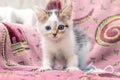 A small, gentle kitten in a room on an armchair looks carefully and cautiously ahead Royalty Free Stock Photo