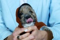 Small gentle puppy in the hands of a young woman