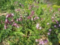 Small and gentle purple pink flowers