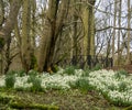 Swondrops in Aden Park woods, Mintlaw, Aberdeenshire, Scotland,UK Royalty Free Stock Photo