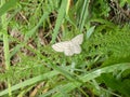 Small geometer moth butterfly falter Royalty Free Stock Photo