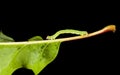 Small geometrid climbing on oak leaf
