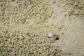 Small ghost crab making sand ball Royalty Free Stock Photo