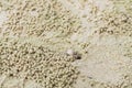 Small ghost crab making sand ball Royalty Free Stock Photo