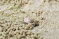 Small ghost crab making sand ball Royalty Free Stock Photo