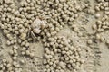 Small ghost crab making sand ball Royalty Free Stock Photo