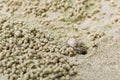 Small ghost crab making sand ball Royalty Free Stock Photo