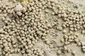 Small ghost crab making sand ball Royalty Free Stock Photo