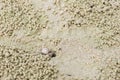 Small ghost crab making sand ball Royalty Free Stock Photo