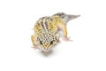 Small gicon lizard Royalty Free Stock Photo