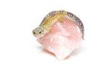 Small gicon lizard Royalty Free Stock Photo