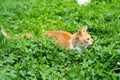 Small ginger cat is lying in the grass, watching and ready to attack Royalty Free Stock Photo