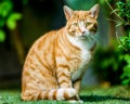 A small ginger cat sitting on the grass with tail curled around Royalty Free Stock Photo