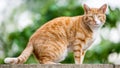 A small ginger cat standing on a wall looking at the camera Royalty Free Stock Photo