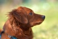 Small ginger dog of the Nevskaya Orchid breed