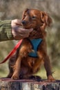 Small ginger dog of the Nevskaya Orchid breed