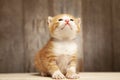 Small ginger kitten on background of old wooden boards