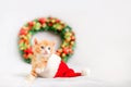 Small ginger kitten crawls out of a sana cap, a Christmas wreath in the background