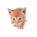 Small ginger kitten goes forward and licks its nose. Isolated on white background. Looks into the camera.