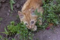 Small ginger kitten hiding in green grass Royalty Free Stock Photo