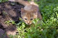 Small ginger kitten hiding in green grass Royalty Free Stock Photo