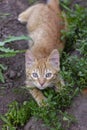 Small ginger kitten hiding in green grass Royalty Free Stock Photo