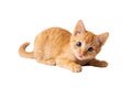 Small ginger kitten isolated on white background Royalty Free Stock Photo