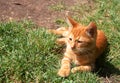 Small ginger kitten lying on grass