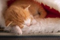 Small ginger kitten sleep in the christmas hat in home