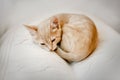 Small ginger kitten sleeps curled up in a ball on a white blanket Royalty Free Stock Photo