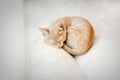 Small ginger kitten sleeps curled up in a ball on a white blanket Royalty Free Stock Photo