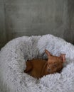 Small ginger pinscher in his fluffy bed Royalty Free Stock Photo