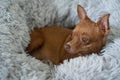 Small ginger pinscher in his fluffy bed Royalty Free Stock Photo