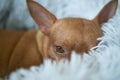 Small ginger pinscher in his fluffy bed Royalty Free Stock Photo