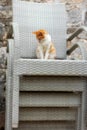 Kotor, Montenegro ginger red stray cat, sitting Royalty Free Stock Photo