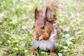 Small ginger squirrel eating nut on green grass Royalty Free Stock Photo