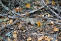 Small ginger squirrel in Mont Tremblant